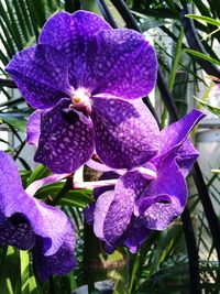 Close-up of purple flower blooming outdoors