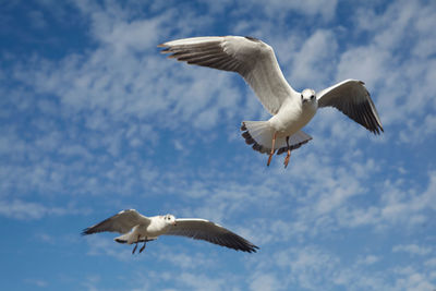 Low angle view of seagulls flying against sky