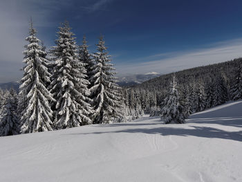 Pine trees on snow covered land against sky