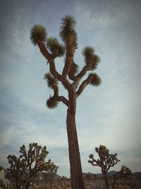 Low angle view of palm trees against sky