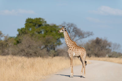 Side view of giraffe on land