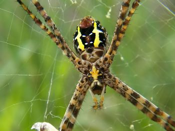 Close-up of spider on web