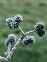 Close-up of snow on plant