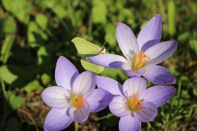 Close-up of flowers blooming outdoors