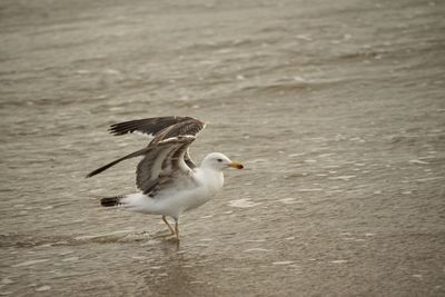 Seagull on water