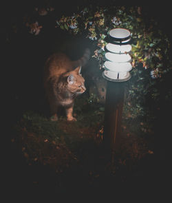 Cat sitting on a field