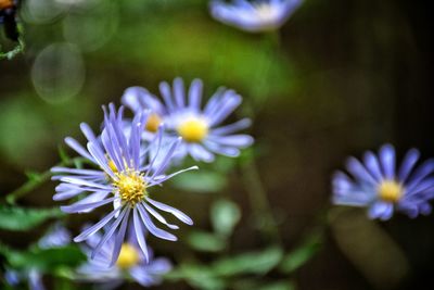 Close-up of purple daisy blooming outdoors