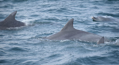Dolphin swimming in sea