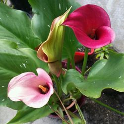 Close-up of pink flowers