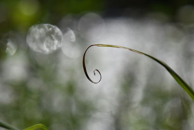 Close-up of plant against blurred background