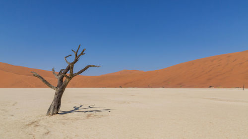 Bare tree on desert against clear blue sky