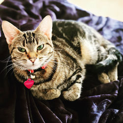 Close-up portrait of tabby cat