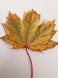 Close-up of maple leaves fallen on white background