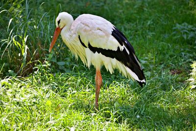 Stork in the green