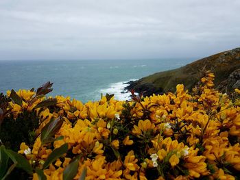 Scenic view of sea and yellow flowers against sky