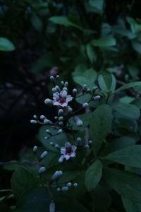 Close-up of flowering plant