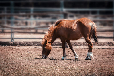 Full length of a horse on field