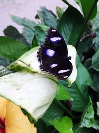 Close-up of butterfly on leaves