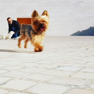 Dog running on footpath with man in background