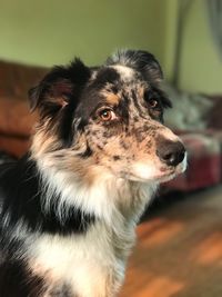 Close-up of dog at home