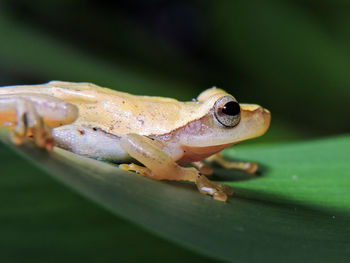 Close-up of frog on leaf