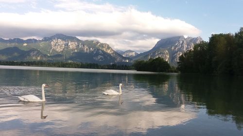 Swans on lake by mountains against sky