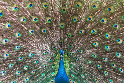 peacock