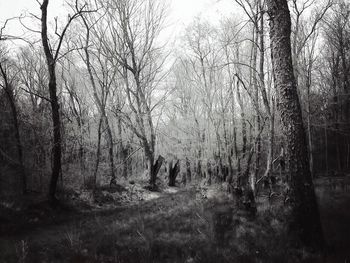 Bare trees in forest