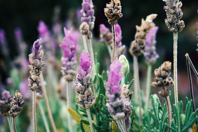 Close-up of lavender flowers