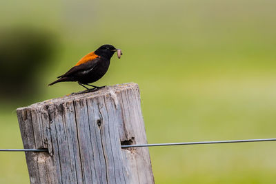 Close-up of bird perching on wooden post