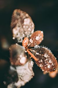 Close-up of wilted flower on plant