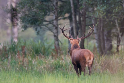 Deer in a field