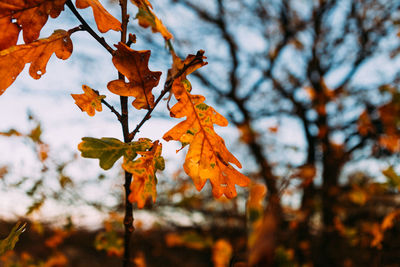 Close-up of maple leaves on tree against orange sky