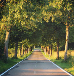 Road amidst trees