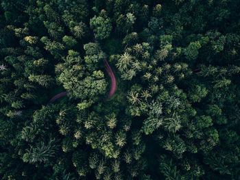 High angle view of plants on land