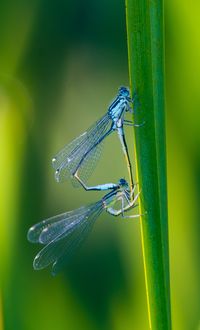 Close-up of damselfly on plant