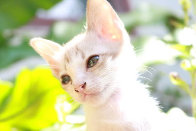 Close-up portrait of a cat