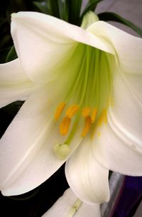 Close-up of day lily