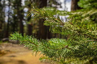 Close-up of pine tree