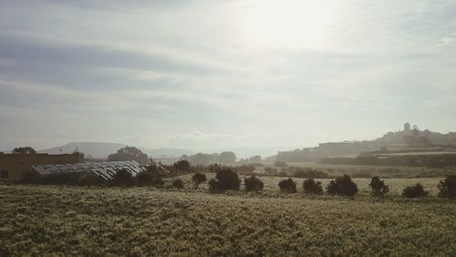 Scenic view of agricultural field against sky