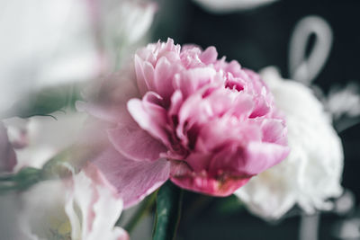 Close-up of pink flower