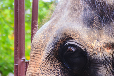 Close-up of elephant