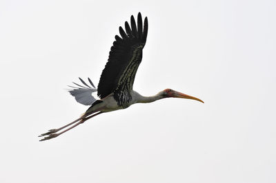 Low angle view of bird flying against clear sky