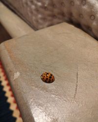 High angle view of ladybug