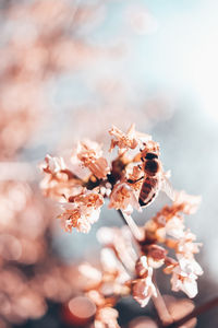 Close-up of wilted flowering plant