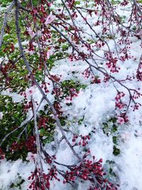 Close-up of snow covered tree