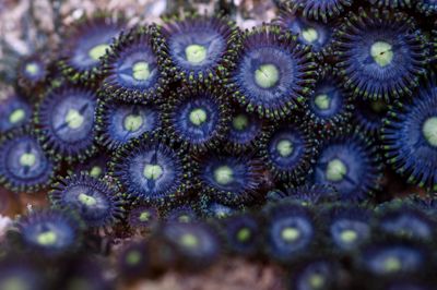 Full frame shot of flowering plant