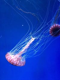 Jellyfish swimming in blue sea