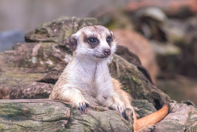 Cute meerkat suricata lie on ground relax time. close-up animal in nature wildlife.