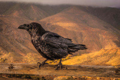 Close-up of bird perching on wood